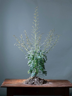 Terre de Crète # 14, Στιλπνή Σκροφουλάρια, Scrophularia lucida