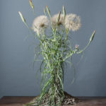 Photo I : (Fond bleu) Terre de Crète # 23 - Tragopogon porrifolius