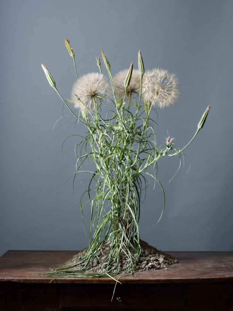 Photo I : (Fond bleu) Terre de Crète # 23 - Tragopogon porrifolius