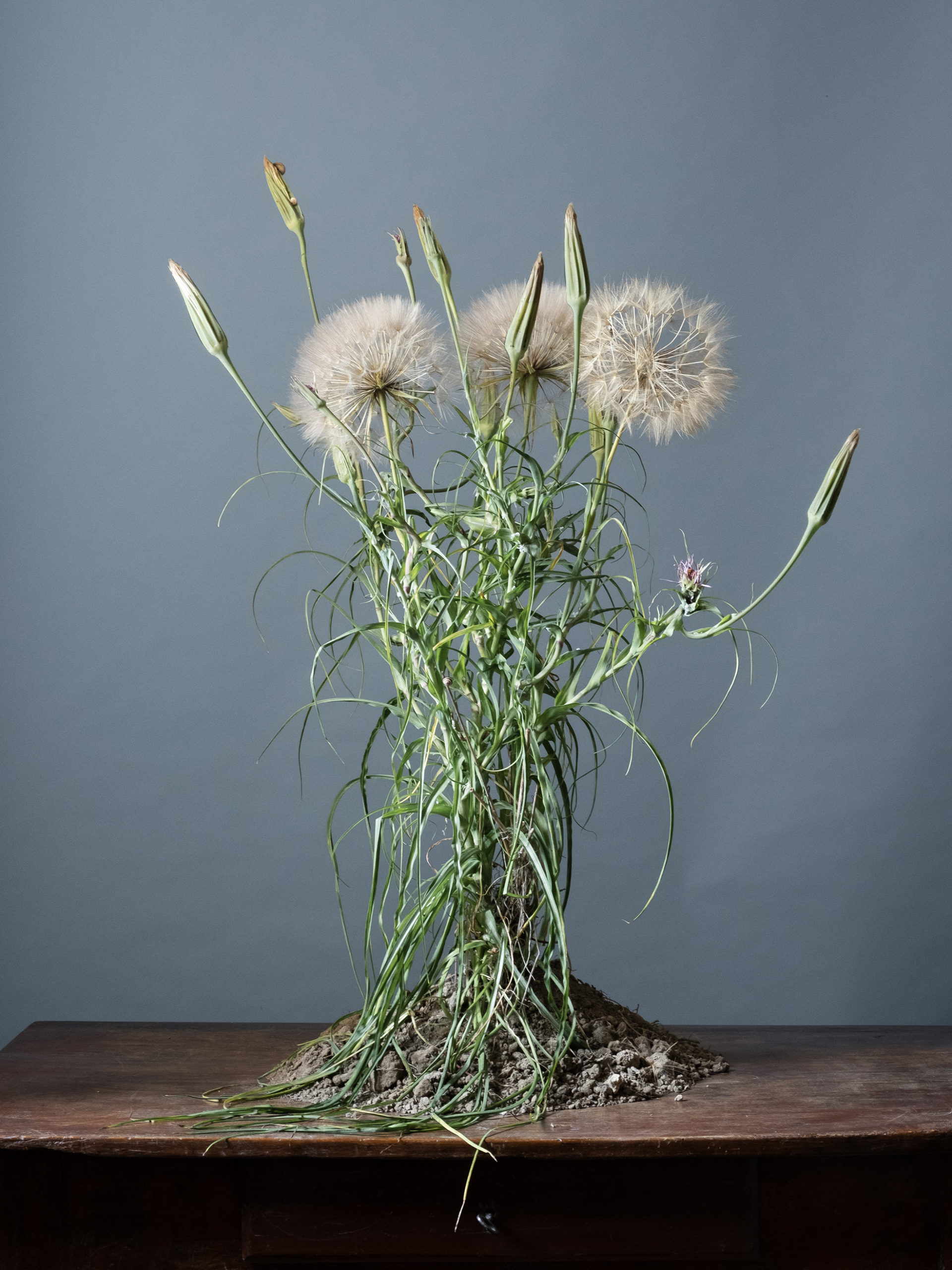 Photo I : (Fond bleu) Terre de Crète # 23 - Tragopogon porrifolius